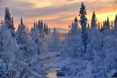 Зимний пейзаж с животными - красивые фото