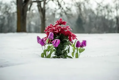 3/6/9 шт. 51 см длинные ветки букет цветов красивые шелковые розы маленький  букет домашняя вечеринка зимние свадебные украшения искусственные цветы |  AliExpress