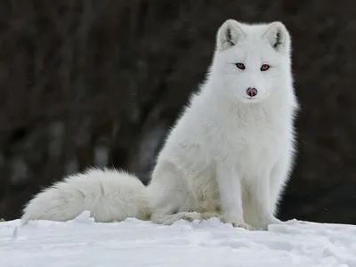 Пин на доске Animals