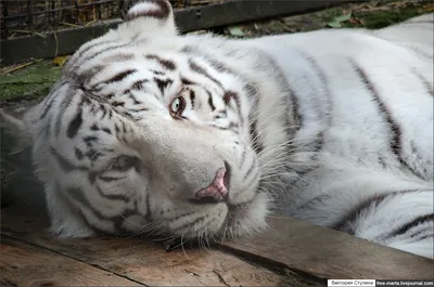 ЯЛТА ZOO. Самые красивые животные.