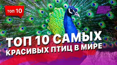 Самые красивые птицы. Часть 2 - Дикий Дикий Мир