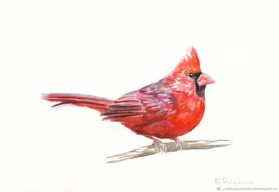 Красная птица с длинным клювом - 69 фото
