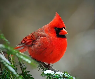 Красная птица рисунок - 66 фото