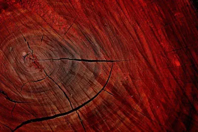 Красное дерево: свойства, описание и обзор пород. Область применения и  распространения тика, махагони, керуинга, амаранта и других
