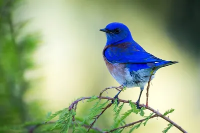 Синяя птица с красным брюшком - 67 фото