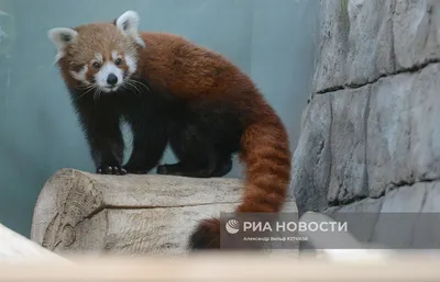 В Московском зоопарке появился самец красной панды | РИА Новости Медиабанк