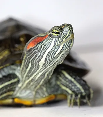 Красноухая черепаха (Pseudemys scripta) купить | Аквамир Тольятти