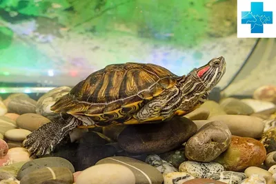 Красноухая черепаха (Черепахи) · iNaturalist