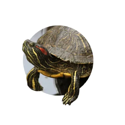 Красноухая черепаха — Trachemys scripta elegans. Экспозиция Экспозиция  "Экзотариум". Сахалинский зооботанический парк.