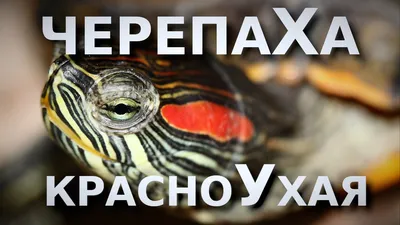 Красноухая черепаха 🐢 (лат. Trachemys…» — создано в Шедевруме