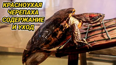 Красноухая черепаха лежит на бревне …» — создано в Шедевруме