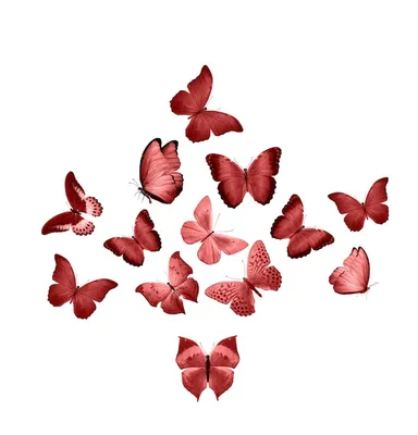 Красные бабочки | Пикабу