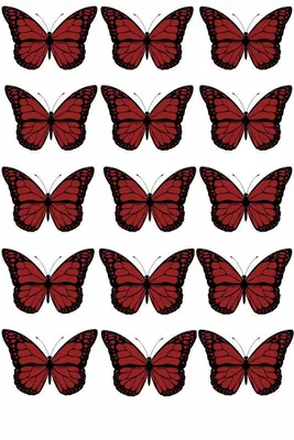 Бабочки на глянцевой фотобумаге для вырезания и создания букета из бабочек,  творческих композиций - купить с доставкой по выгодным ценам в  интернет-магазине OZON (1418972839)