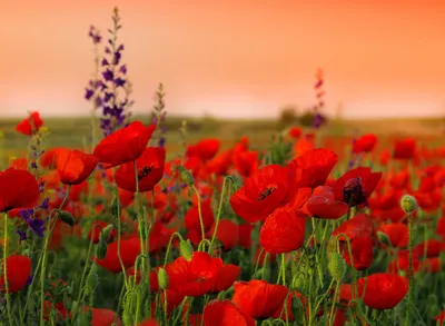 Красные маки цветы (50 фото) - 50 фото