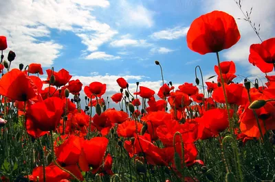 Цветы Маки Красные - Бесплатное фото на Pixabay - Pixabay
