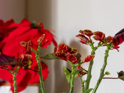 Цветок рождественская звезда (пуансеттия): как правильно ухаживать и как  заставить цвести: Дом: Среда обитания: 