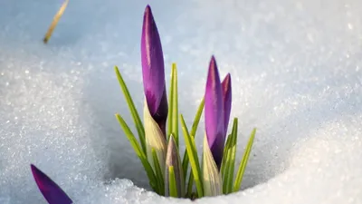 Бесплатное изображение: время весны, иллюстрация, иллюстрации, Акварель,  живопись, Весенняя красота, красочные, весна