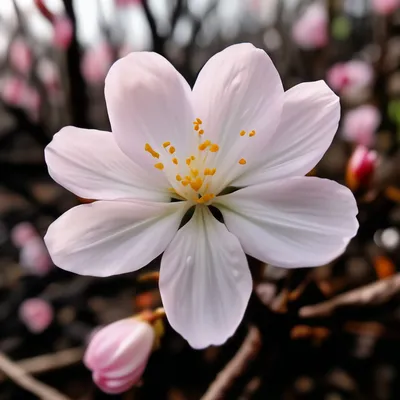 Моя маленькая Усадьба | весна, красота | Дзен