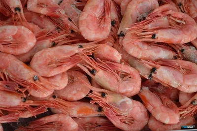 ☰ Креветка «Shrimps» цена от 495 грн заказать с доставкой в городе Киев