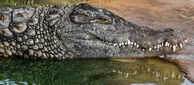В Австралии крокодил напал на купавшуюся в озере женщину - РИА Новости,  