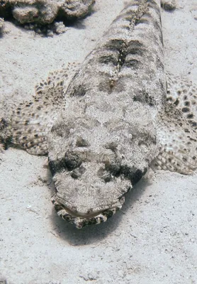 Крокодил на черном фоне стоковое фото. изображение насчитывающей развилки -  174263304