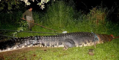 Плывёт по Волге крокодил. Россию атакуют чужеродные биологические виды |  Наука | Общество | Аргументы и Факты