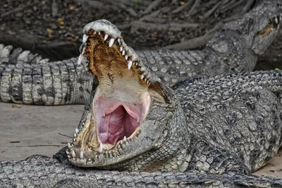 Крокодил Профиль — стоковые фотографии и другие картинки Крокодил - Крокодил,  Зубы животного, Вода - iStock