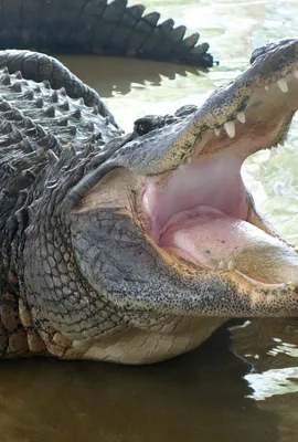 Капсулы Кровь Крокодила для борьбы с тяжёлыми патологиями Siam Snake Farm  Crocodile Blood, 80 капсул. Таиланд купить в магазине Тайская косметика и  товары из Таиланда - Melissa | Быстрая отправка и доставка