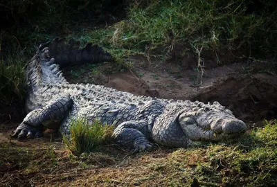 Туфли с тиснением под крокодила Kate Christian Louboutin для женщин -  купить за 374900 тг. в официальном интернет-магазине Viled, арт.  _38_231