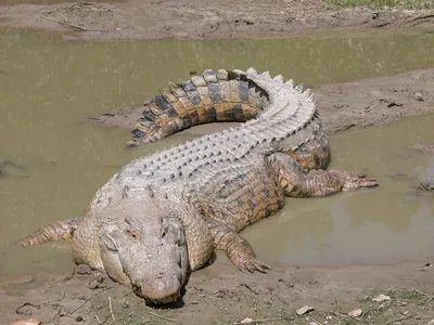 Брелок из кожи крокодила (лапа) – купить онлайн на Ярмарке Мастеров –  RR1MURU | Брелок, Москва