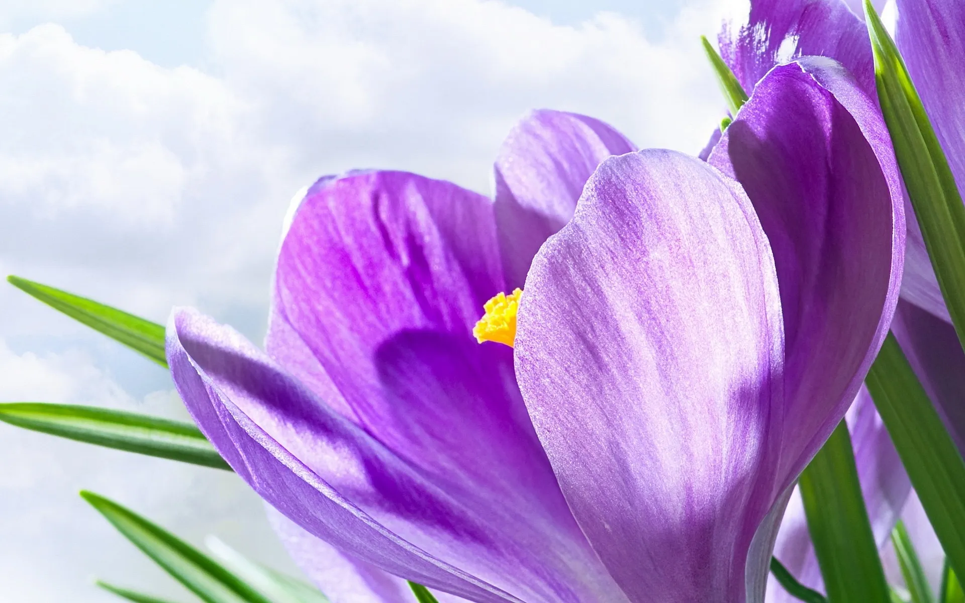 Картинки на заставку весенние цветы. Лавандовый Крокус – Lavender Crocus. Крокус цветок сиреневый. Крокусы сиреневые. Крокусы лиловые.