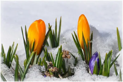 Цветущие крокусы в снегу, целое поле! Чудесная находка на Бузлудже. Болгария