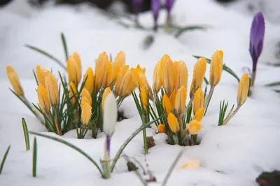 Крокусы под снегом в Норвегии😍❄️☀️ | Flowers, Plants, Garden