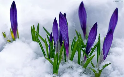 Красивые фиолетовые крокусы на снегу, на зеленом фоне :: Стоковая  фотография :: Pixel-Shot Studio