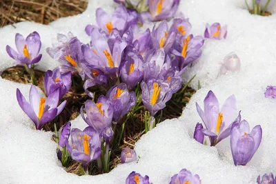 Crocuses in snow / Крокусы в снегу | Svetlana May | Flickr