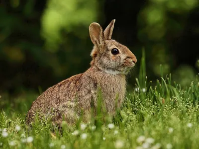 Картинка Черный кролик » Кролики » Животные » Картинки 24 - скачать  картинки бесплатно