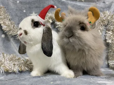 В зоомагазинах отмечают рост интереса к кроликам. Почему кролик - не  подарок? - Delfi RUS