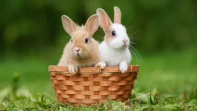 Корм Little One для кроликов купить с доставкой в интернет-магазине  зоогастроном.ру