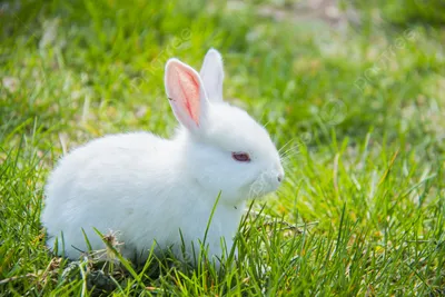 Купить Комбикорм для кроликов без травяной муки 5кг Пурина 40003, цена 105  грн —  (ID#1294271026)