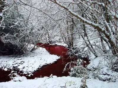 Кровь на снегу”