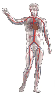 Кровеносная система человека картинки