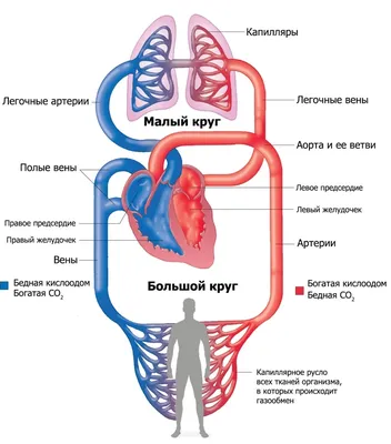 Анатомия: Большой (телесный) круг кровообращения. Регионарное кровообращение