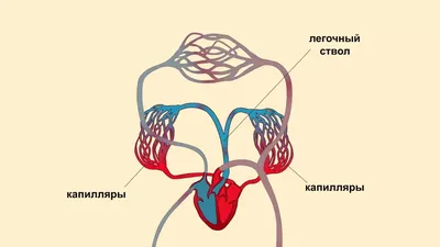 КРОВЬ и ее КРУГОВОРОТ (кровообращение)