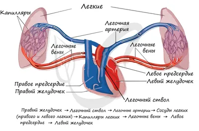 Кровоток остальных органов