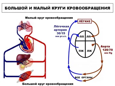 Большой и малый круги кровообращения. Движение крови по кровеносным сосудам  – онлайн-тренажер для подготовки к ЕНТ, итоговой аттестации и ВОУД