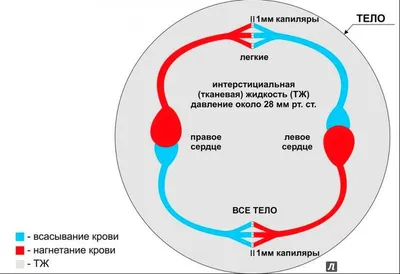 Кровообращение малого таза мужчин и 3 лучших упражнения для его улучшения.  | health and beauty | Дзен