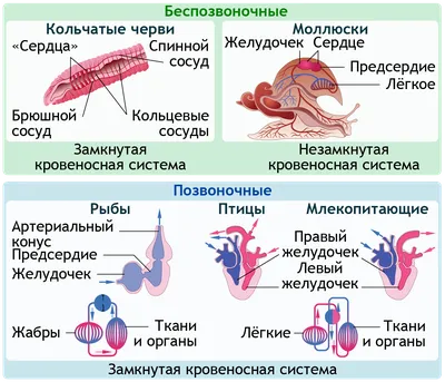 Кровь - средство о смерти. Система кровообращения по Голованову.И.И.