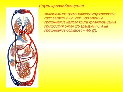 Презентация по теме "КРОВООБРАЩЕНИЕ"