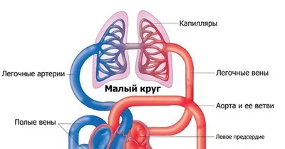 19 советов о том, как улучшить кровообращение в организме | PRO - Питание и  Здоровье | Дзен