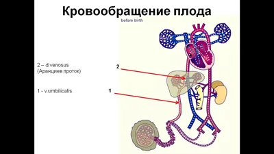 Упражнения улучшающие кровообращение в ногах. Налаживаем циркуляцию крови в  нижних конечностях простыми упражнениями. | health and beauty | Дзен